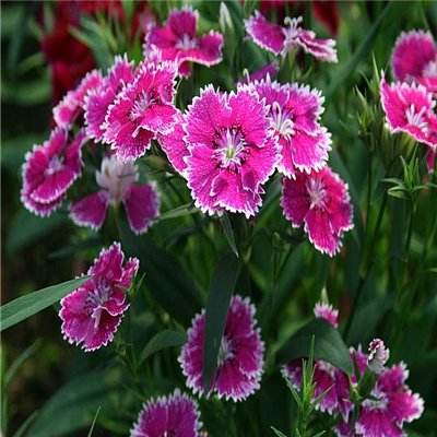 pg电子下载网址