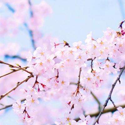 金沙官方登录入口截图